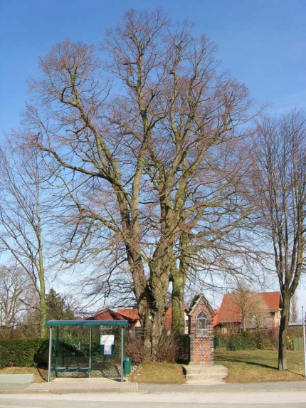 Bild 2 von Linde an der Fürstenberger Straße